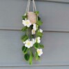 4 Crochet Daisy Vining Plant Free Patterns
