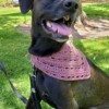 11 Dog Bandana Free Crochet Patterns