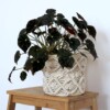7 Macrame Plant Pot Cozy Free Patterns