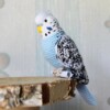 9 Crochet Budgies Free Patterns