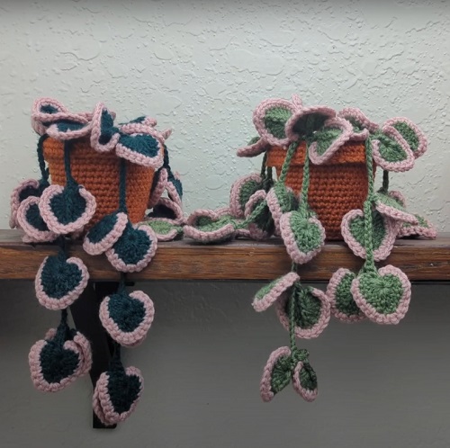 Variegated String Of Heart Vines