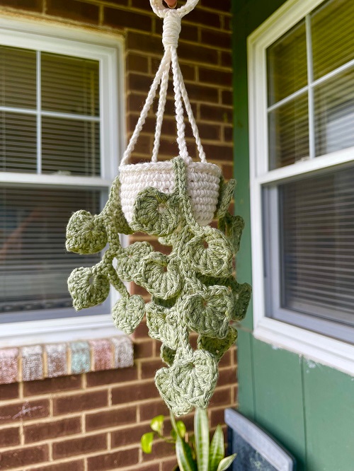 Money Plant Hanging Vines